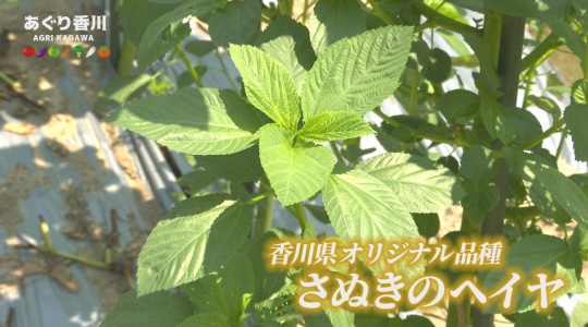 地域農業応援番組 あぐり香川
