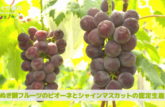 地域農業応援番組 あぐり香川