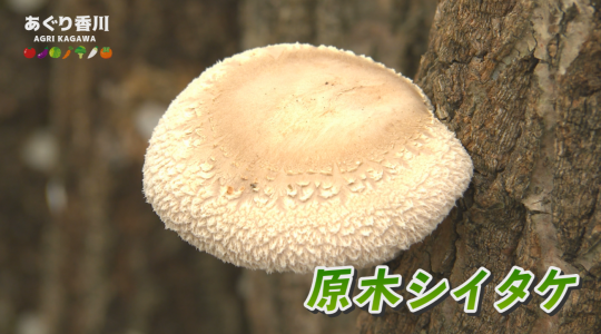 地域農業応援番組 あぐり香川