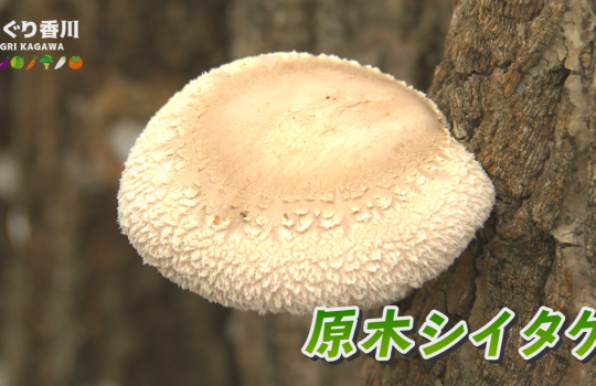 地域農業応援番組 あぐり香川