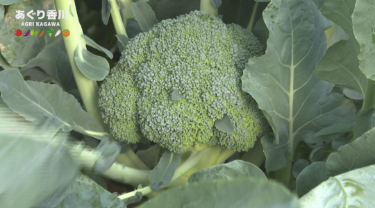 地域農業応援番組 あぐり香川