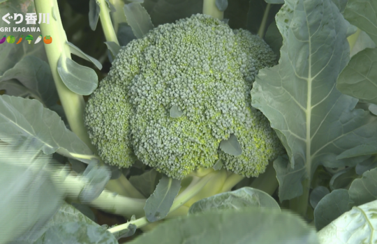 地域農業応援番組 あぐり香川