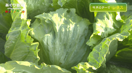 地域農業応援番組 あぐり香川