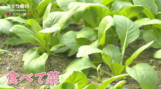 地域農業応援番組 あぐり香川