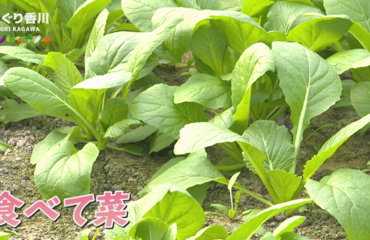 地域農業応援番組 あぐり香川