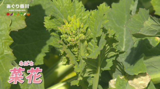 地域農業応援番組 あぐり香川