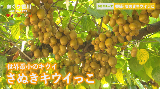 地域農業応援番組 あぐり香川