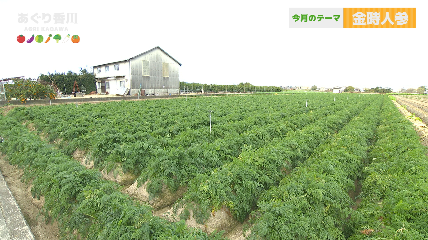 地域農業応援番組 あぐり香川 | あぐり香川 | コミュニティ番組