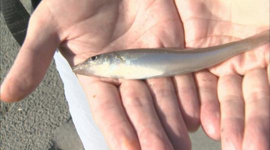 我ら海遊人