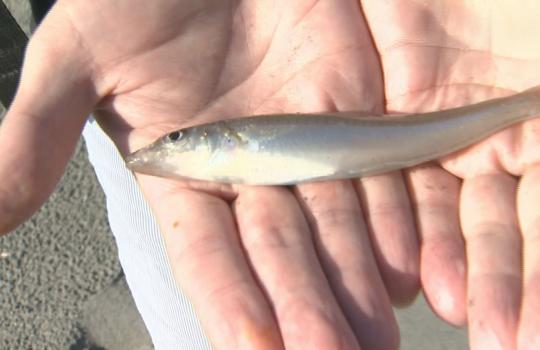 我ら海遊人