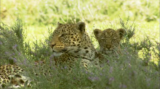 ナショナルジオグラフィック【557ch】